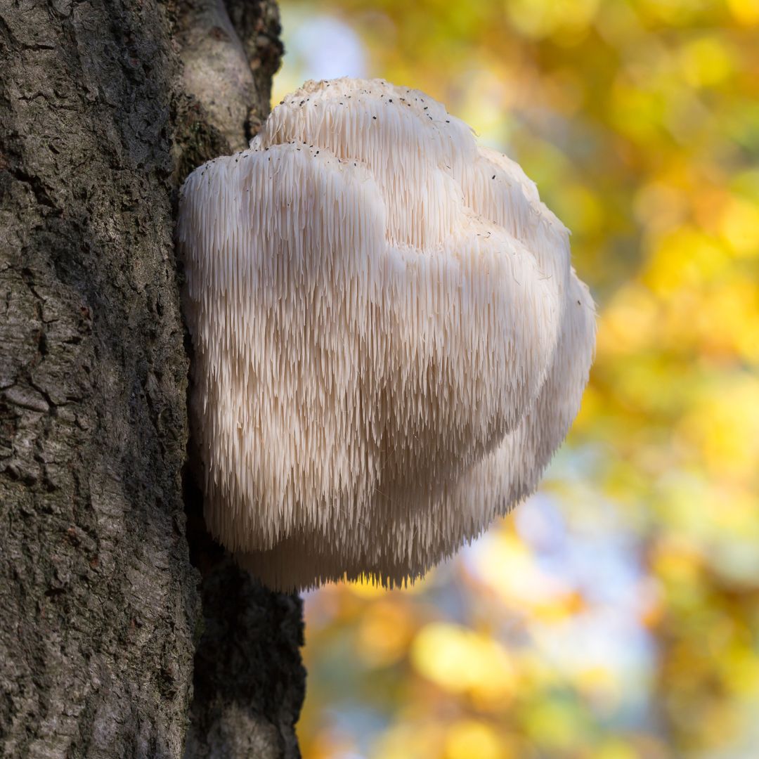 Lion's Mane mushroom