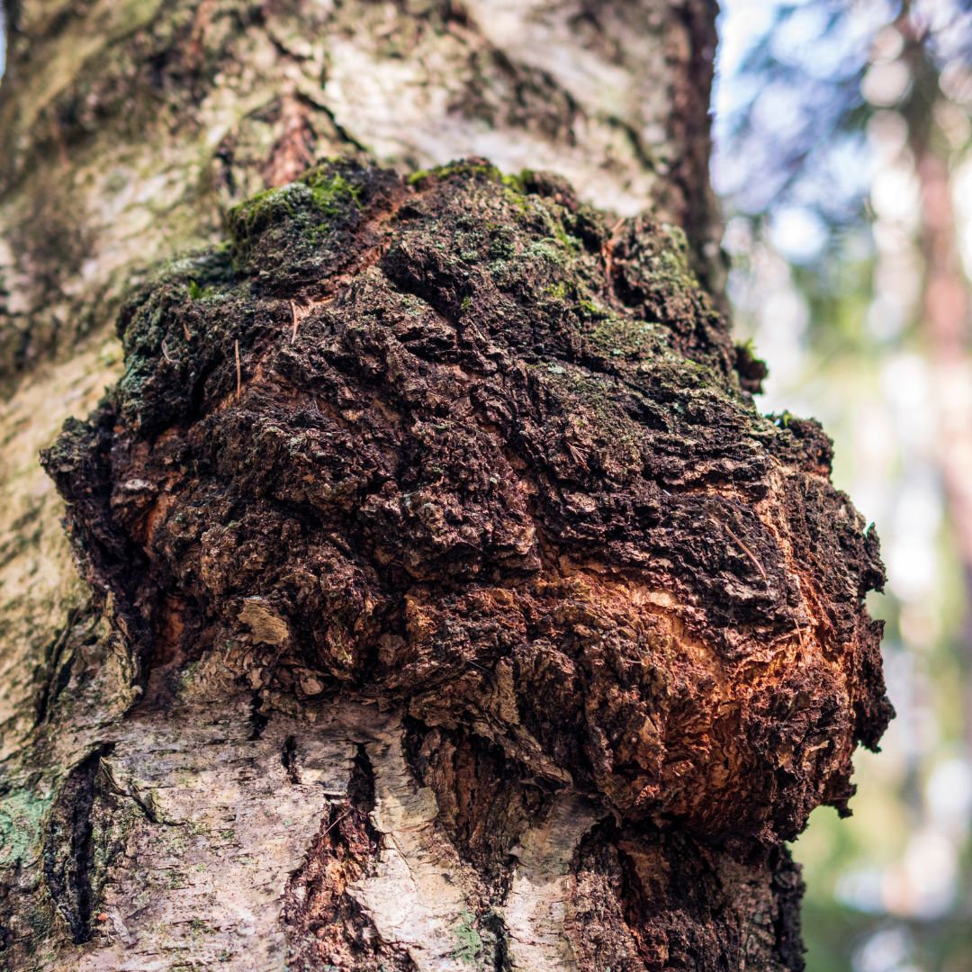 Chaga mushroom