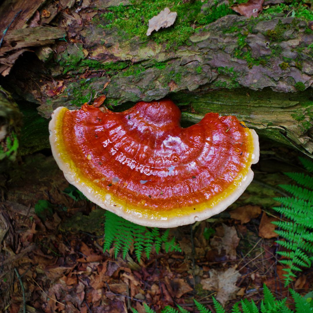 Reishi mushroom