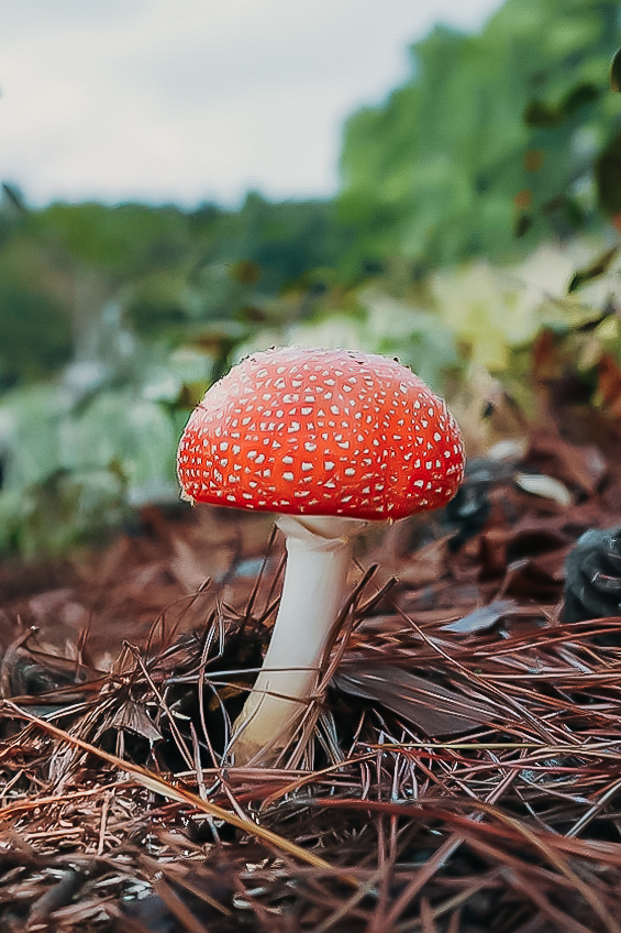 The Amanita muscaria mushroom Ryan found under a pine tree at the lake