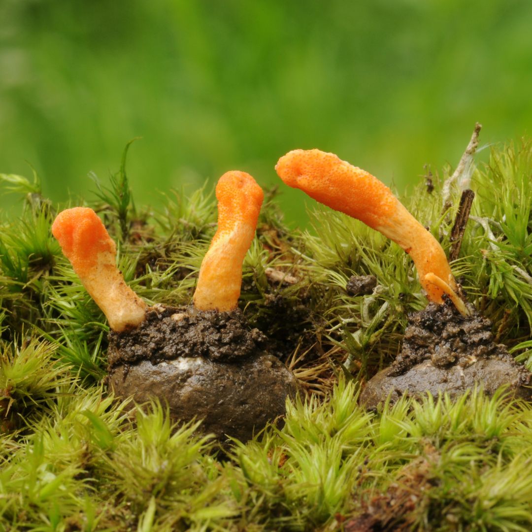 Cordyceps mushroom
