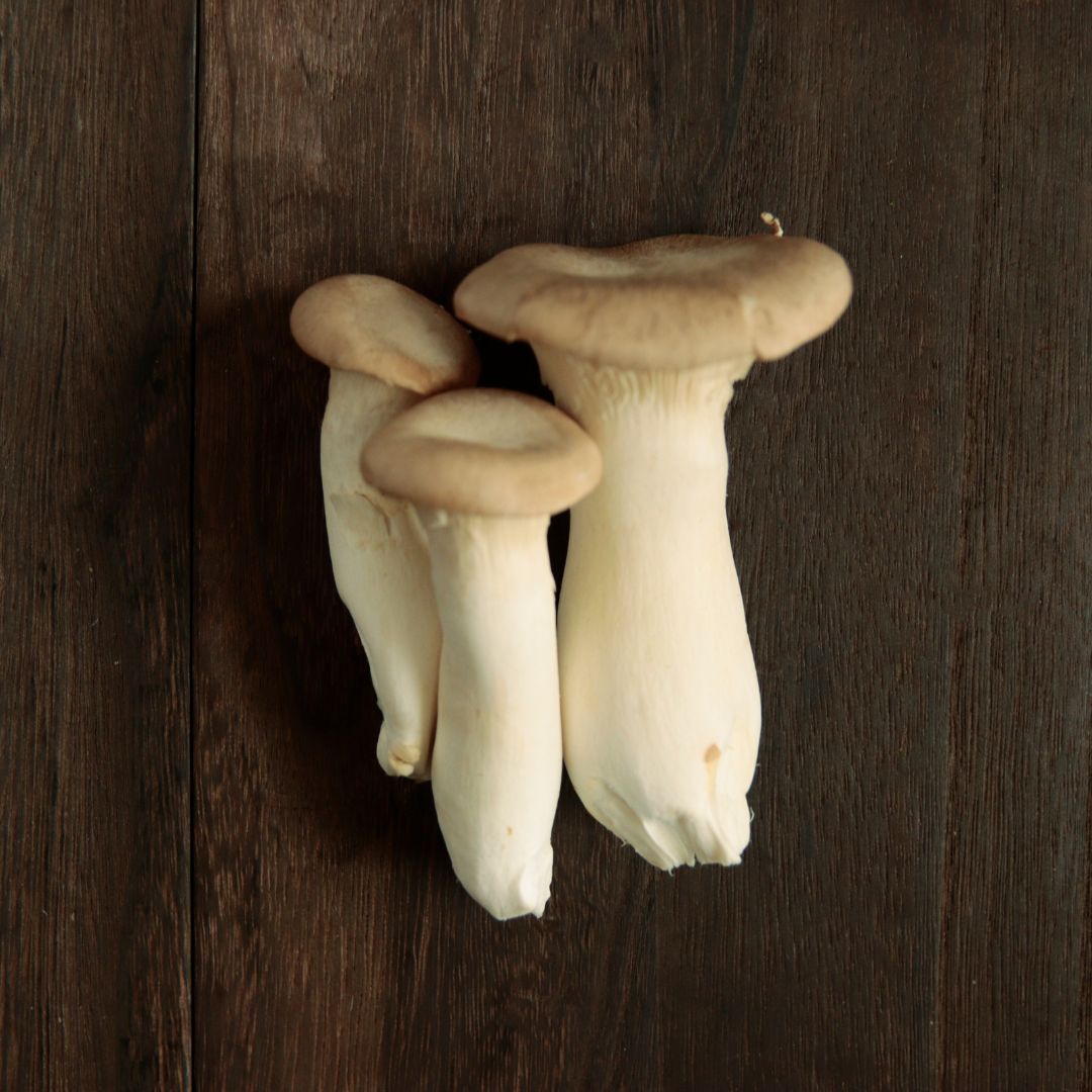 King Trumpet mushroom