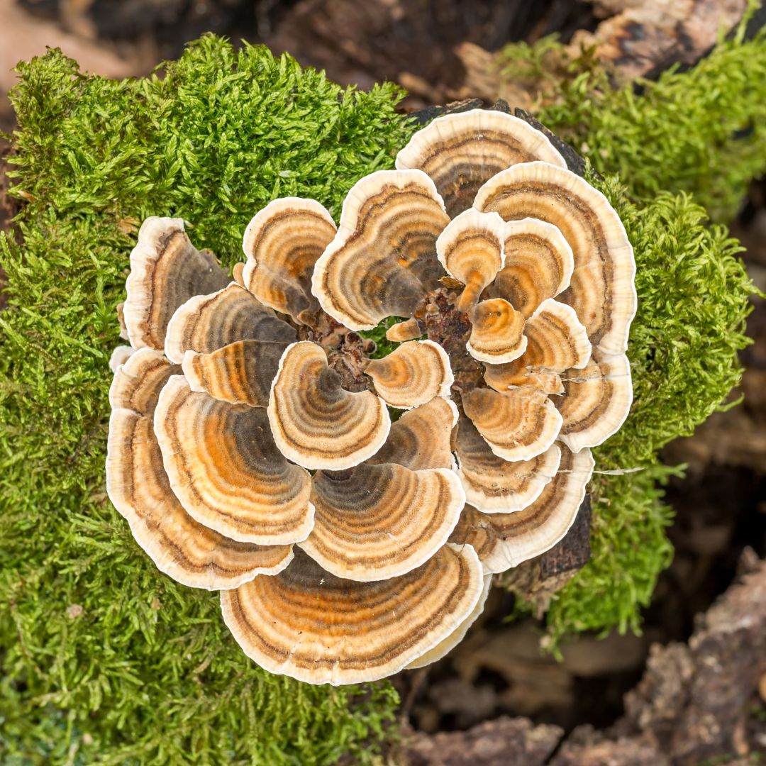 Turkey Tail mushroom